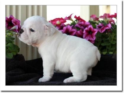 Traumhafte Englische Bulldogge Welpen in liebevolle Hände abzugeben.