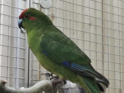 Junge Ziegensittich in verschiedenen Farben